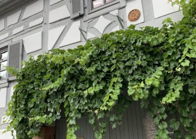 Ferienwohnung im Sambachhaus Gleiszellen, Foto 36